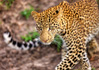 photo/kenya/masaimara2011/kenya2011_Leopard/kenya2011_Leopard09.jpg