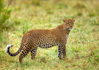 photo/kenya/masaimara2011/kenya2011_Leopard/kenya2011_Leopard10.jpg