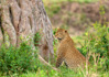 photo/kenya/masaimara2011/kenya2011_Leopard/kenya2011_Leopard11.jpg