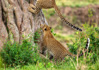 photo/kenya/masaimara2011/kenya2011_Leopard/kenya2011_Leopard12.jpg