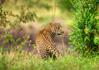 photo/kenya/masaimara2011/kenya2011_Leopard/kenya2011_Leopard15.jpg