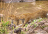 photo/kenya/masaimara2011/kenya2011_Leopard/kenya2011_Leopard16.jpg
