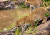 photo/kenya/masaimara2011/kenya2011_Leopard/kenya2011_Leopard17.jpg