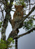 photo/kenya/masaimara2011/kenya2011_Leopard/kenya2011_Leopard20.jpg