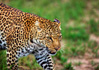 photo/kenya/masaimara2011/kenya2011_Leopard/kenya2011_Leopard23.jpg