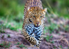 photo/kenya/masaimara2011/kenya2011_Leopard/kenya2011_Leopard25.jpg