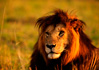 photo/kenya/masaimara2011/kenya2011_Lion/kenya2011_Lion01.jpg