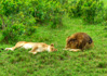photo/kenya/masaimara2011/kenya2011_Lion/kenya2011_Lion04.jpg