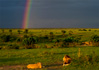 photo/kenya/masaimara2011/kenya2011_Lion/kenya2011_Lion05.jpg