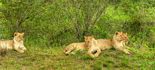 photo/kenya/masaimara2011/kenya2011_Lion/kenya2011_Lion06.jpg