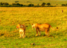 photo/kenya/masaimara2011/kenya2011_Lion/kenya2011_Lion07.jpg