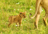 photo/kenya/masaimara2011/kenya2011_Lion/kenya2011_Lion10.jpg