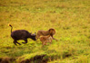 photo/kenya/masaimara2011/kenya2011_Lion/kenya2011_Lion13.jpg