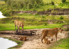 photo/kenya/masaimara2011/kenya2011_Lion/kenya2011_Lion18.jpg