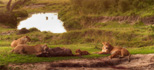 photo/kenya/masaimara2011/kenya2011_Lion/kenya2011_Lion19.jpg