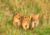 photo/kenya/masaimara2011/kenya2011_Lion/kenya2011_Lion22.jpg