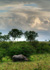photo/kenya/masaimara2011/kenya2011_Rhino/kenya2011_Rhino01.jpg