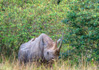 photo/kenya/masaimara2011/kenya2011_Rhino/kenya2011_Rhino02.jpg